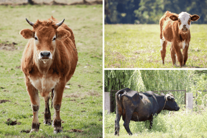 How fast do cows grow