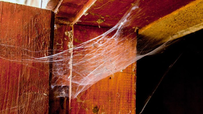 Dust webs on ceiling