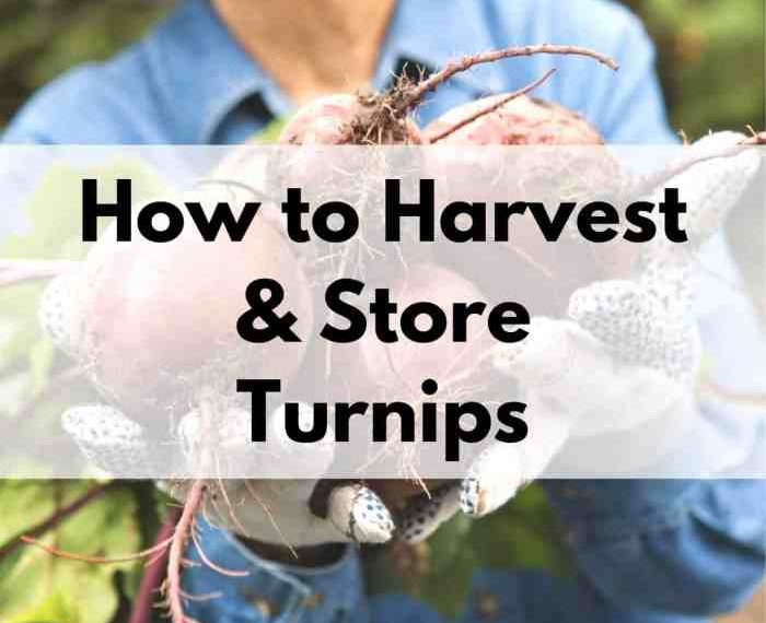 How do i store turnips