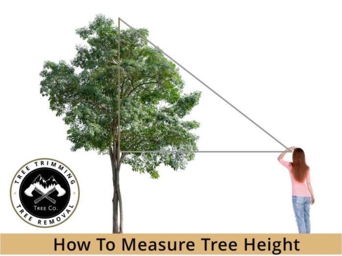 The height of a tree 10