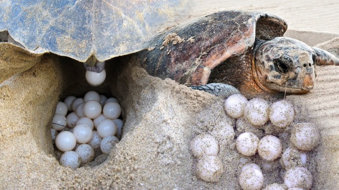 Can you move turtle eggs