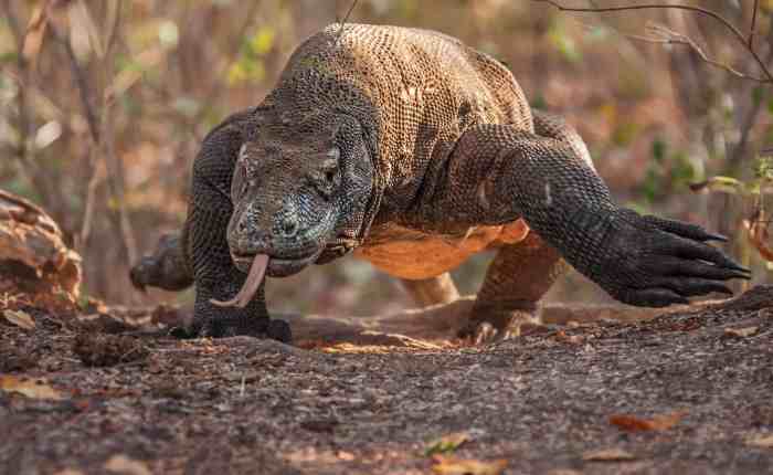 Komodo dragon wild boar