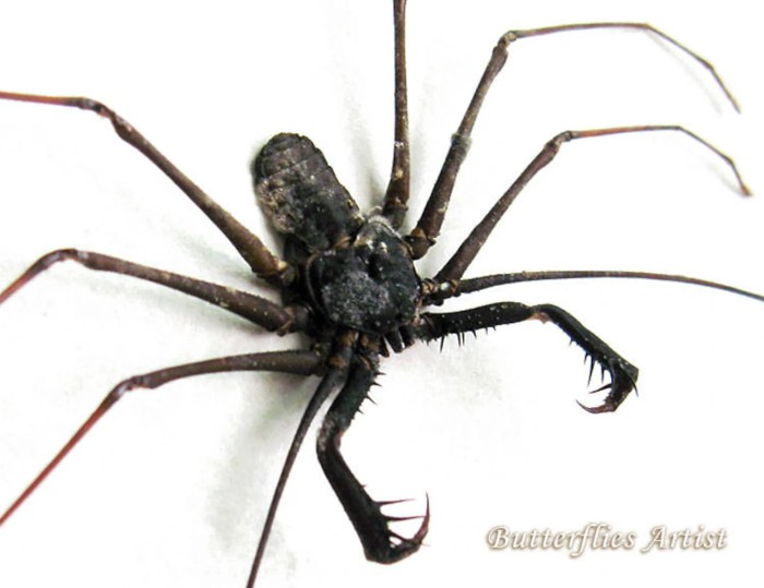 Cave spiders real life