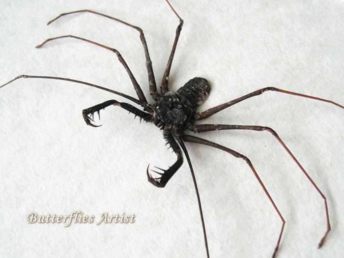 Cave spiders real life