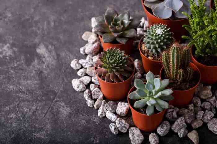 Sunlight cactus shade