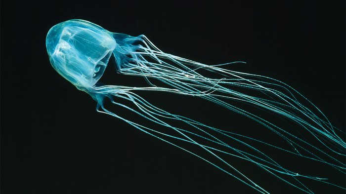 How to kill a jellyfish