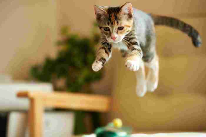 Leaping jumping gatos gatitos kitties