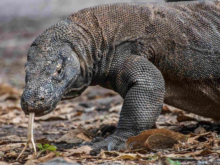 Komodo dragon wild boar