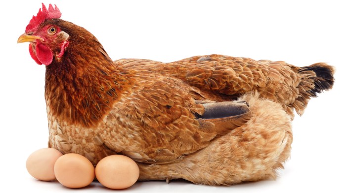 Chickens won't lay eggs