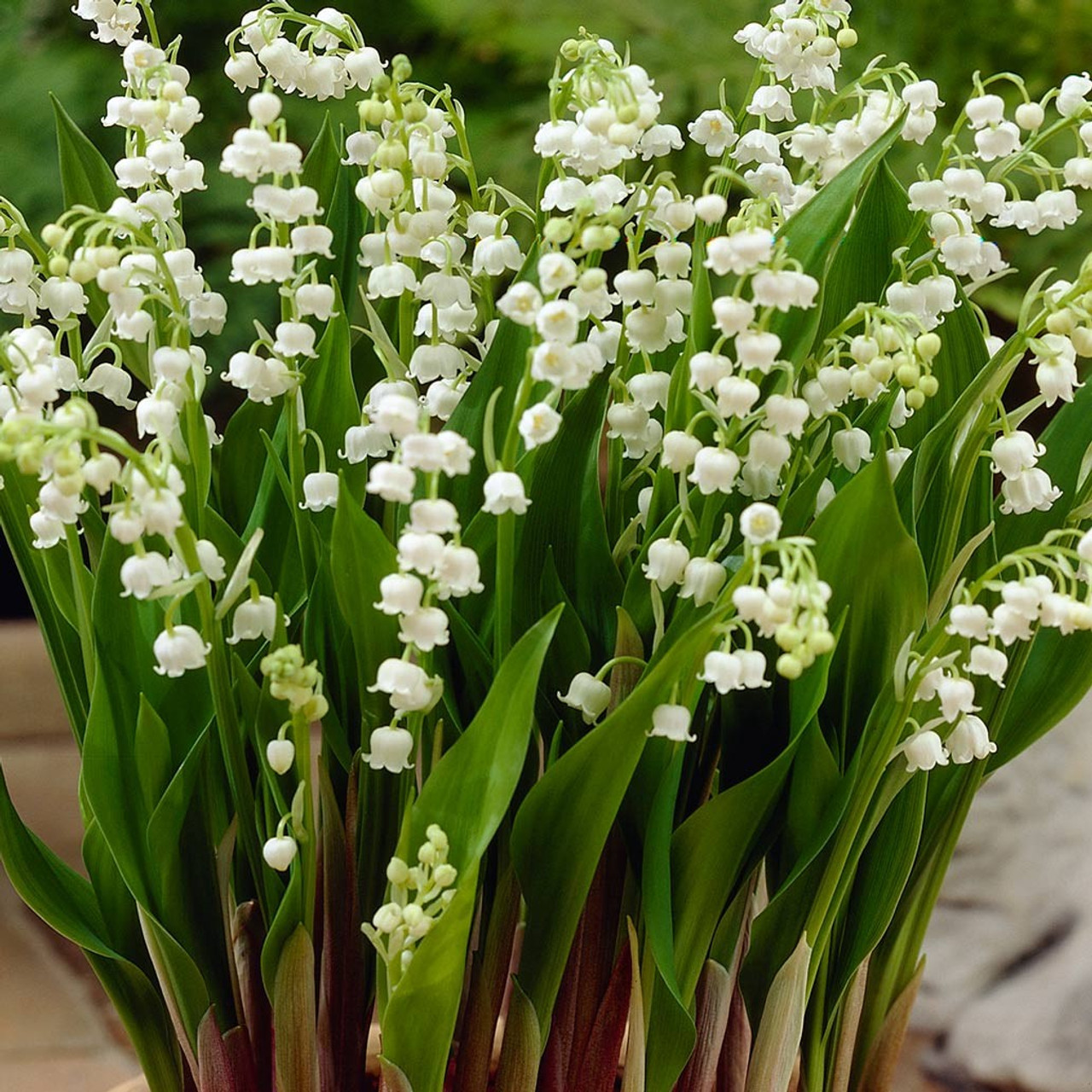 Acnh lily of the valley