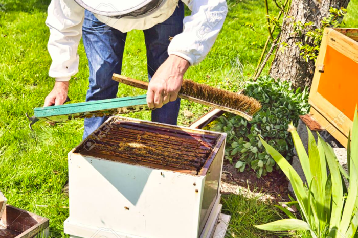 How to move bee hive