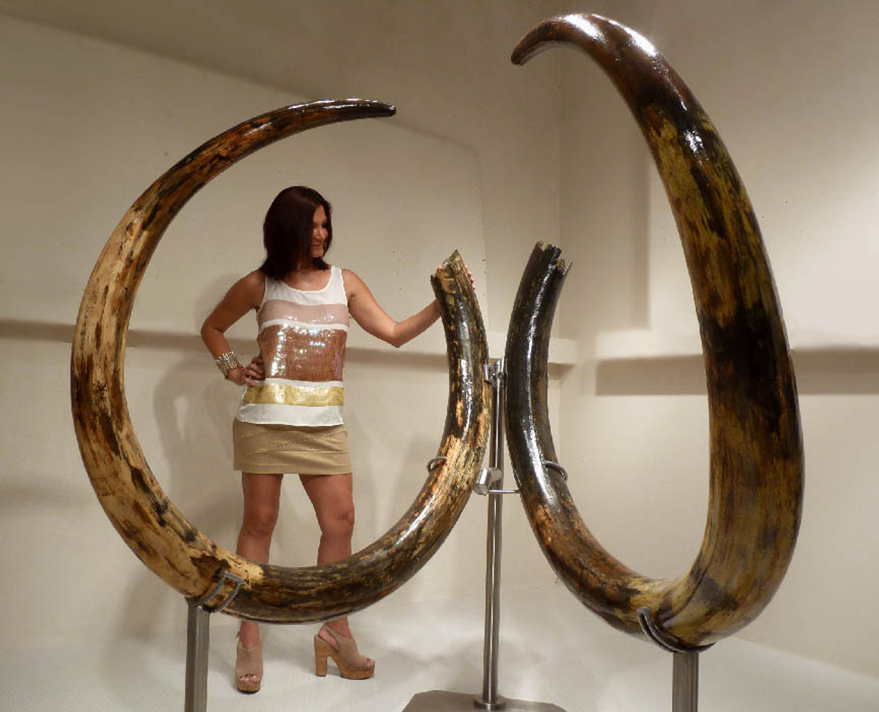 Mammoth tusks for sale