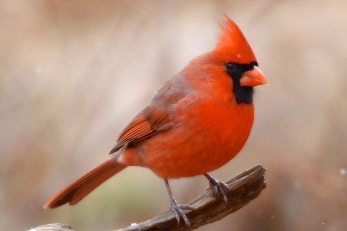 Small red bird name