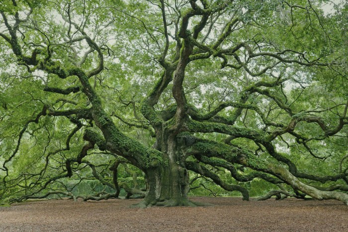 How tall do oak trees get