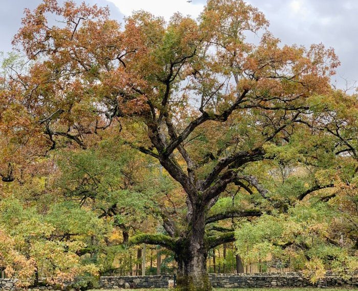 Oak trees plant distance grow tall tree