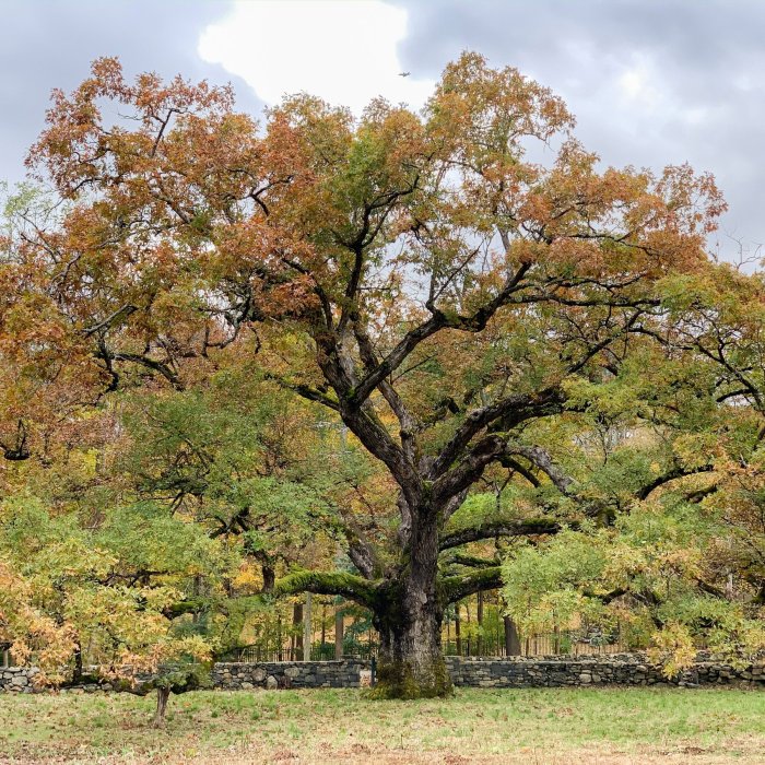 Oak trees plant distance grow tall tree