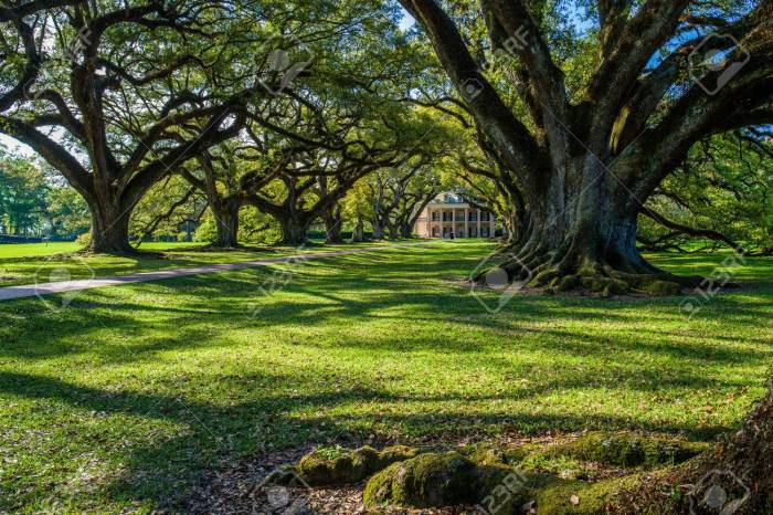 How tall are oak trees