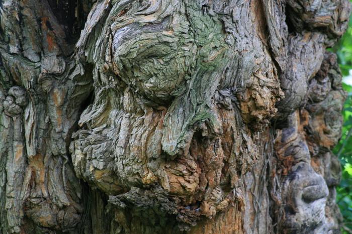 Old man face for tree