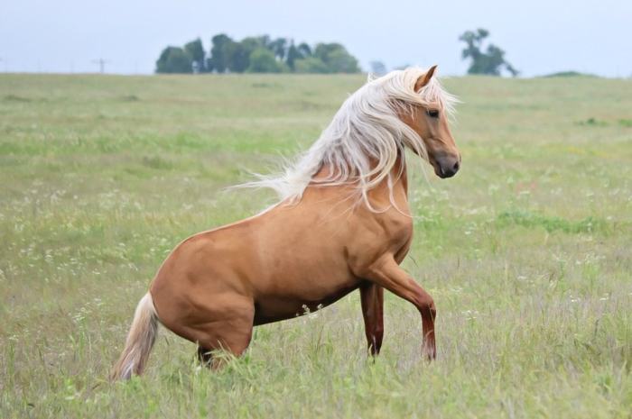 Male horses