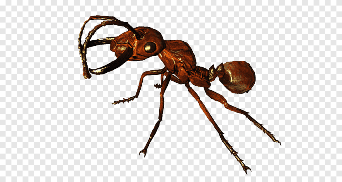Fallout fire ant