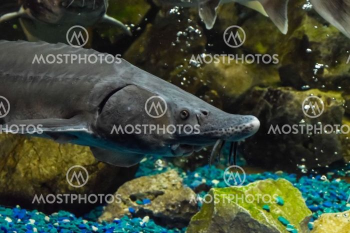 Sturgeon fish for ponds