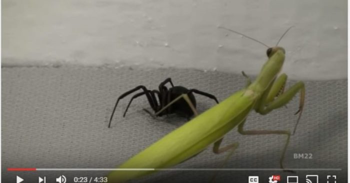 Black widow vs mantis