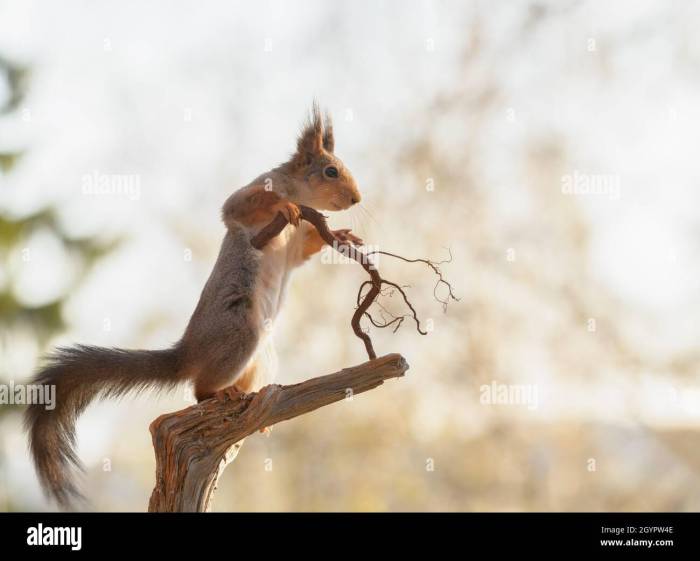 Squirrel stick preparing jump