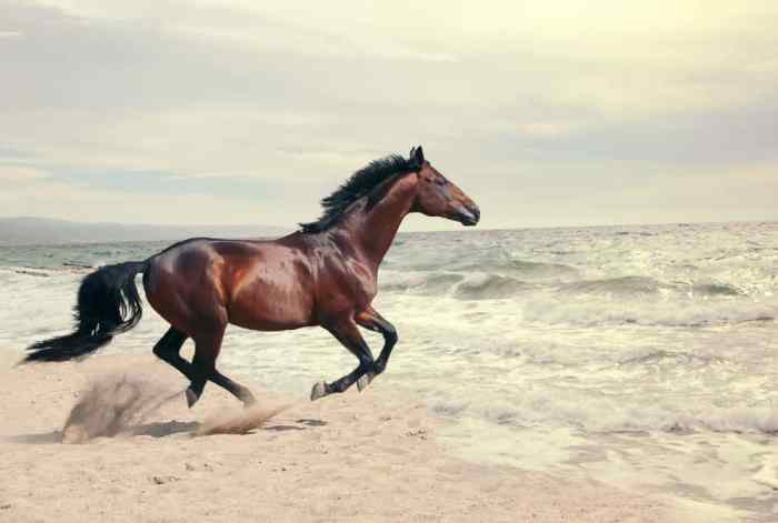 How fast a horse runs
