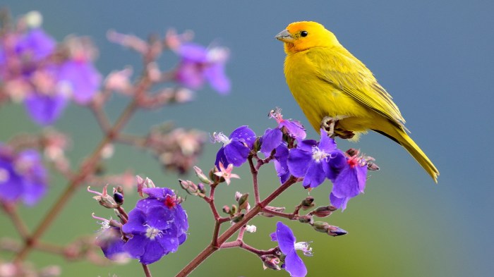 Yellow and purple bird