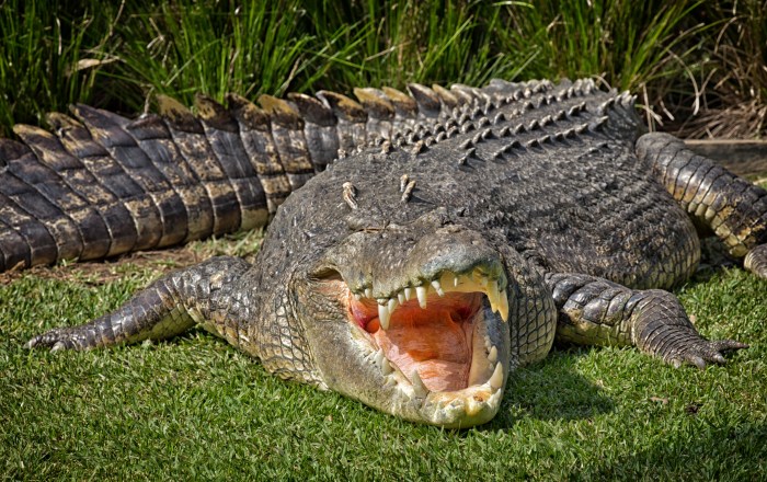 How to hunt a crocodile