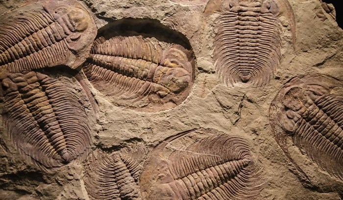 Horizons fossils miketendo64