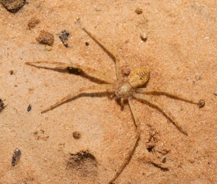 Legged spiders