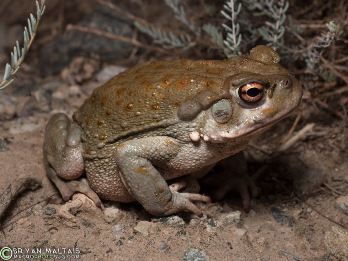 Toad western redemption dead red locations toads rdr2 location island area around search