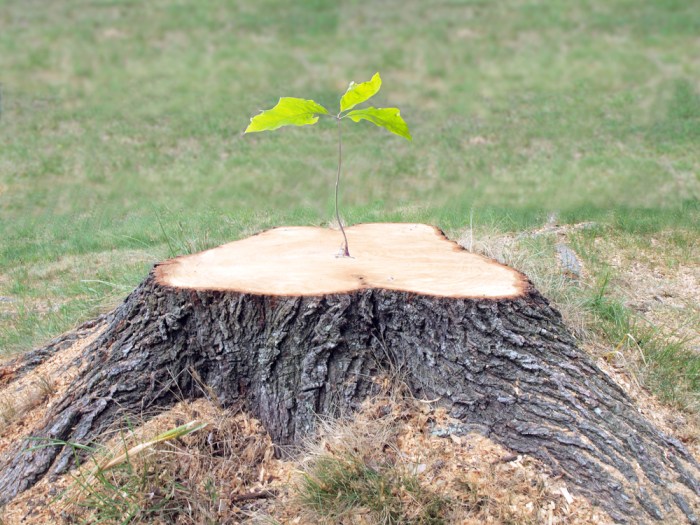 Tree stump growing back