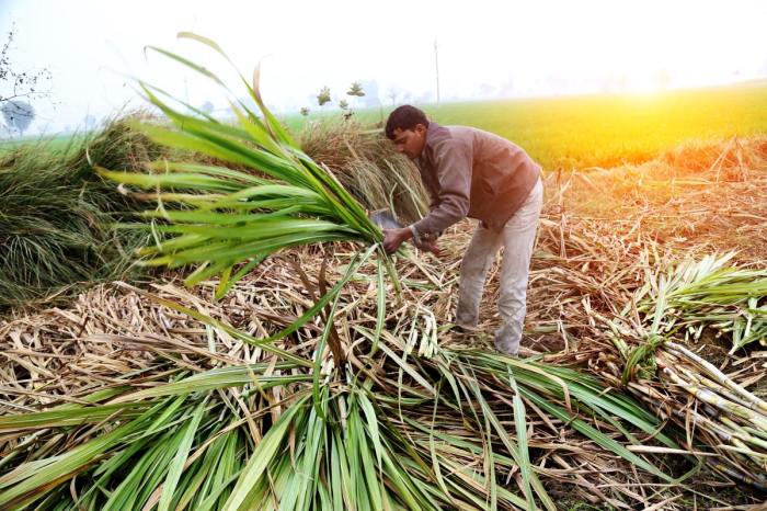 Cane plantation labourers harvesting malawi