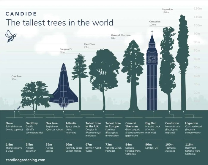 Comparison tree height