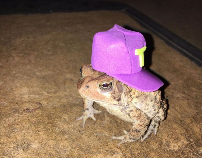 Toads in hats on a log