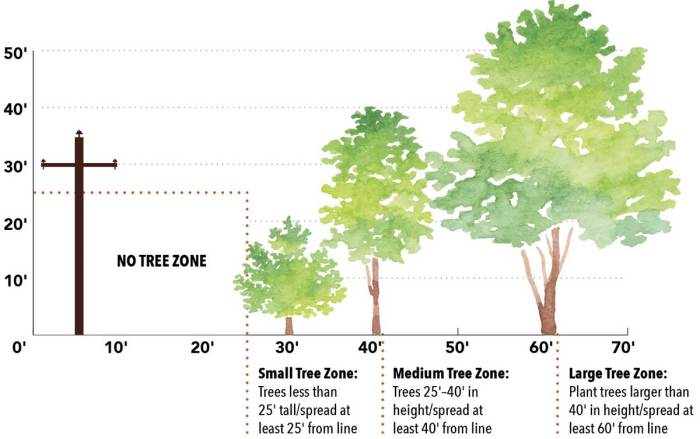 The height of a tree 10