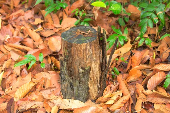 Botw stumps with leaves