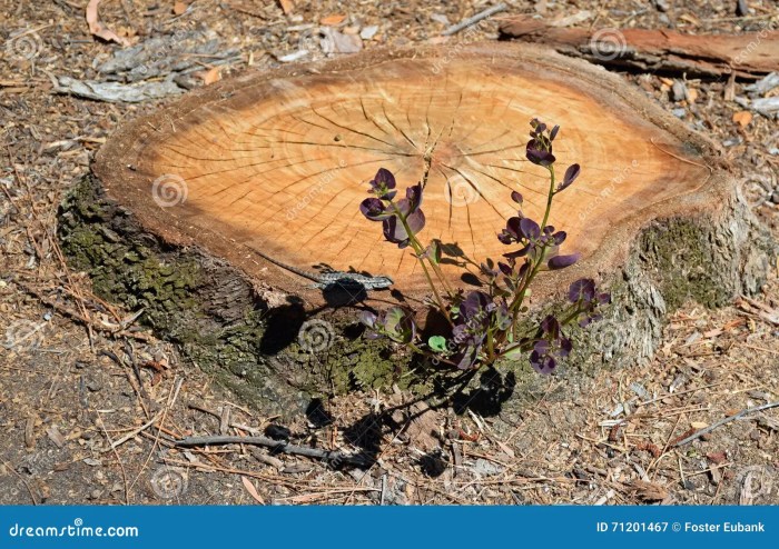 Regrowth willow crack habit fragilis fallen split salix trunk growing alamy