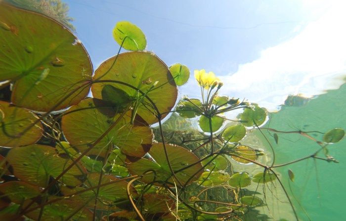 Underneath a lily pad