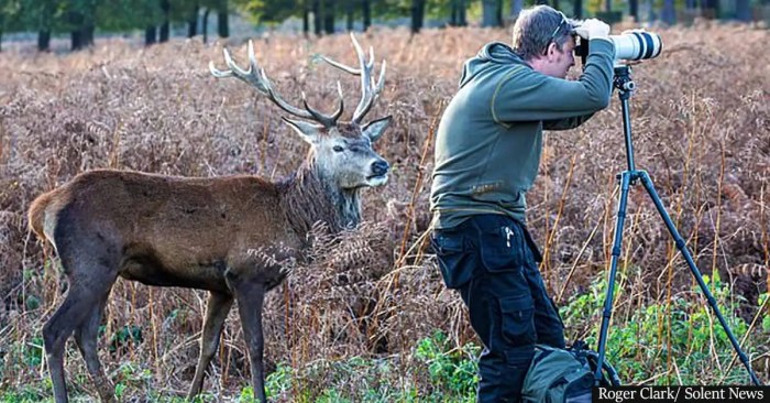 How to sneak up on a deer