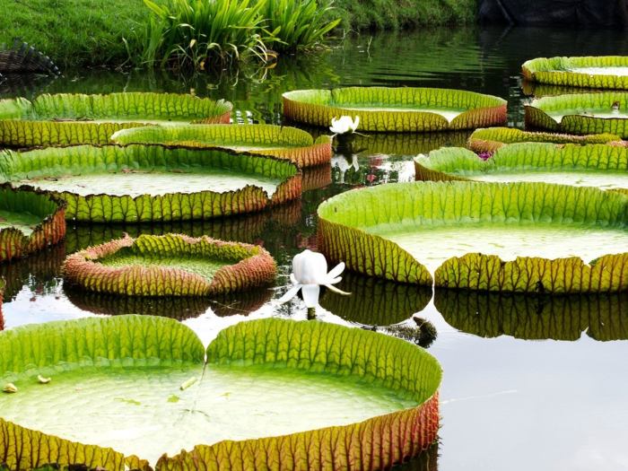 Giant lily pad thorns