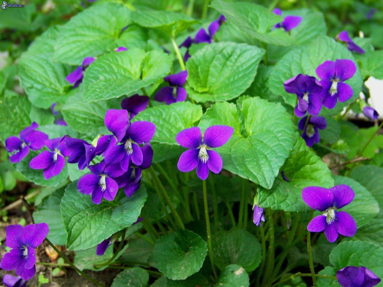 Viola violas