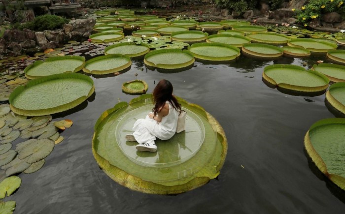 Amazonica lilies genus florafinder