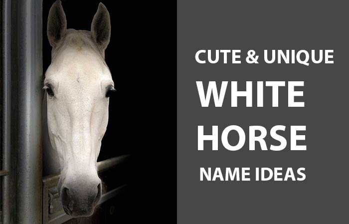 Names for white horse