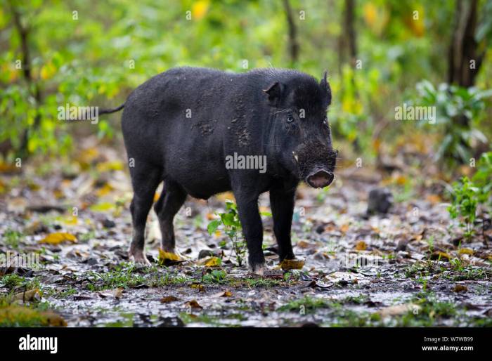 Komodo dragon wild boar