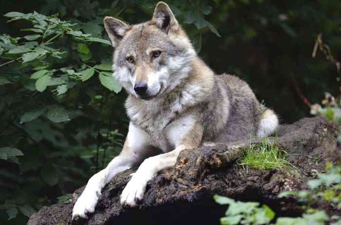 Wolf and dog mating