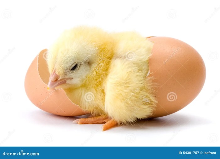 Hatch yolk chickens egg wondered œufs