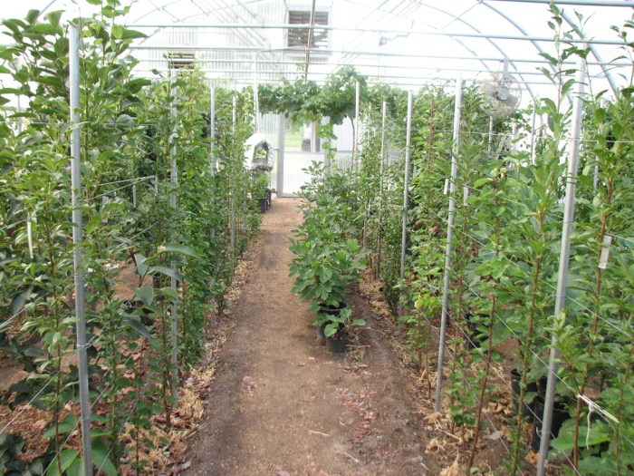 Greenhouse fruit trees preview